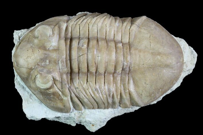Asaphus (New Species) Trilobite - Russia #89061